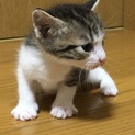 8月7日生まれの可愛いキジ猫ちゃん