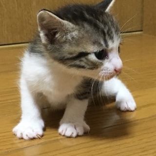 8月7日生まれの可愛いキジ猫ちゃん