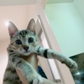 キジトラ柄人懐っこい雌の子猫ちゃんです！