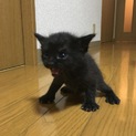 8月7日生まれの可愛い元気な黒猫ちゃん