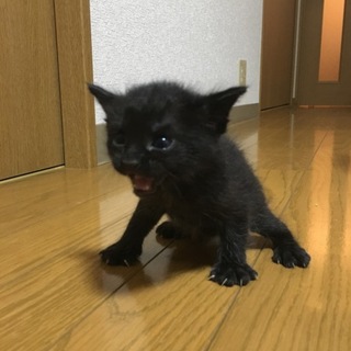 8月7日生まれの可愛い元気な黒猫ちゃん