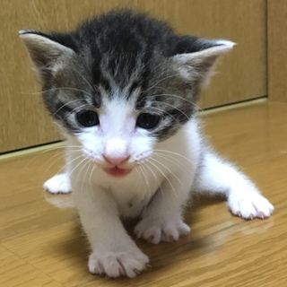 8月7日生まれ。元気いっぱい可愛い白キジちゃん