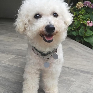 ビションフリーゼ♂フラン　 推定5～6歳