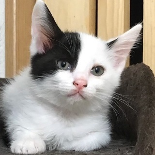 毛フサフサcuteで個性的柄★ピノコちゃん