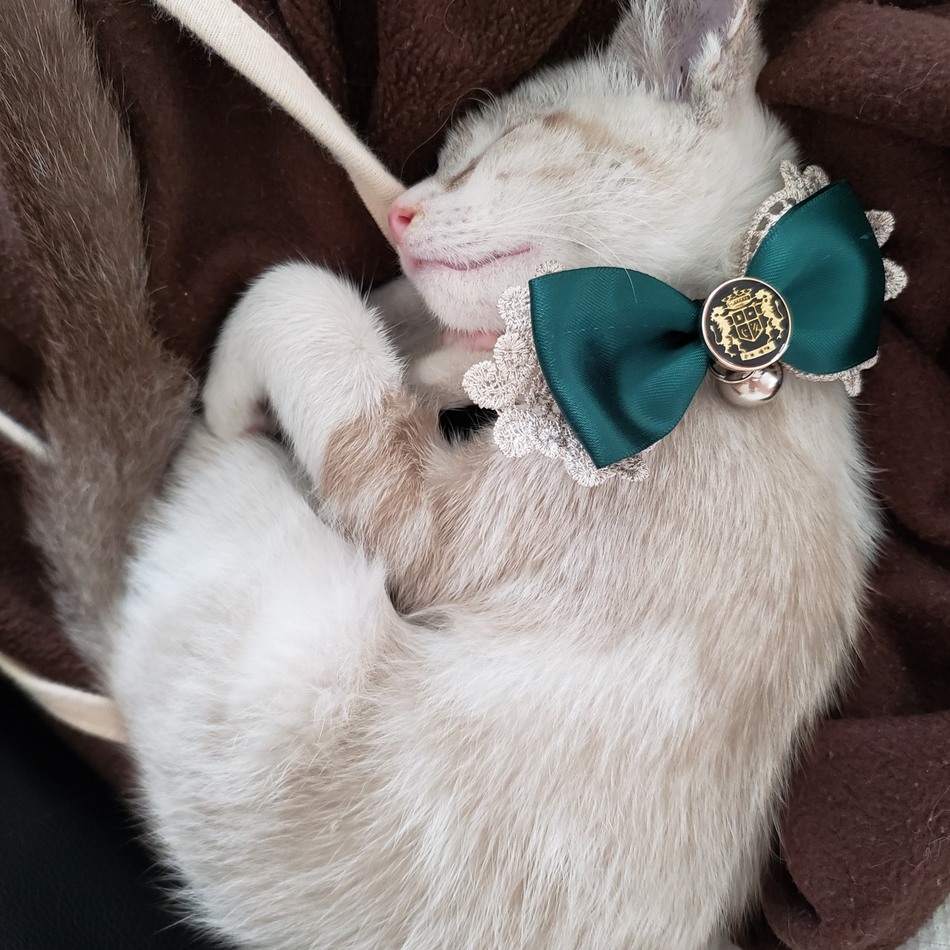 ルークのカバー写真