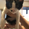 むぎちゃん似の久(きゅう)ちゃん里親さん決定