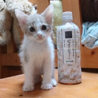 トロ