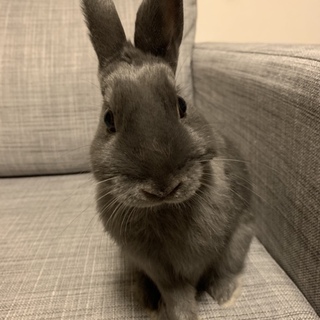 ネザーランドドワーフの男の子★毛並みの綺麗な子です