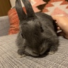 ネザーランドドワーフの男の子★毛並みの綺麗な子です サムネイル4