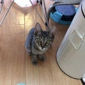 甘えん坊でひっつき虫のみーくん。