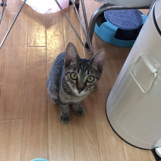 甘えん坊でひっつき虫のみーくん。