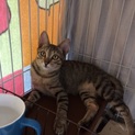 さくらちゃん、里親さん決定しました！