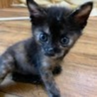 募集一時停止  サビ柄★花子ちゃん