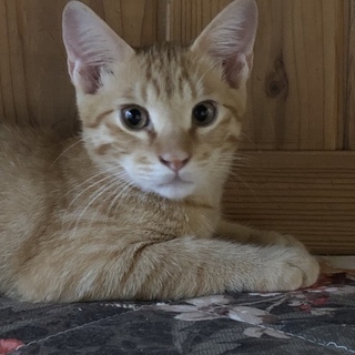 ずっとのお家を探しています