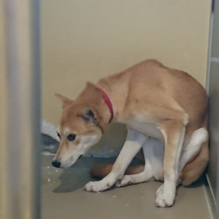 《センター譲渡決定》 ボーロ 生後9ヶ月