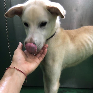 里親様決定しました✨✨ありがとうございます