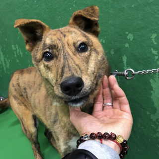 里親様決定しました✨✨ありがとうございました