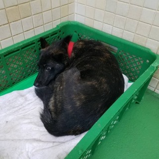 飼い主の持ち込みです！新たな家族を待っています！