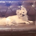 やんちゃなワンちゃんです