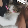 夢菜