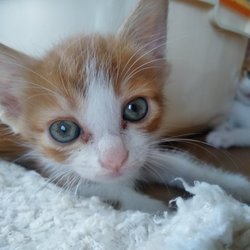 第76回　にゃん☆ぴーす犬猫譲渡会