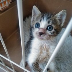 第76回　にゃん☆ぴーす犬猫譲渡会 サムネイル2