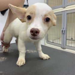 第76回　にゃん☆ぴーす犬猫譲渡会 サムネイル3