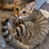 とっても人懐っこくて甘えん坊の男の子です サムネイル5