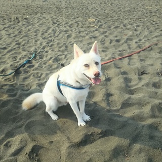 和犬ミックス★３歳の男の子