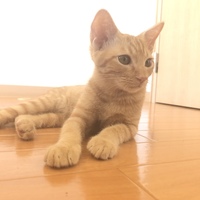 虎徹