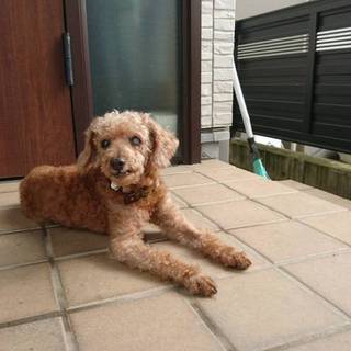 ジョアの家族を探しています