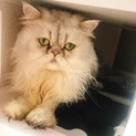 ペルシャ オス 2歳