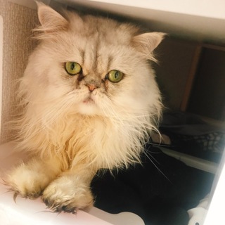 ペルシャ オス 2歳