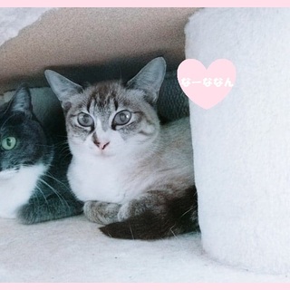 食いしん坊のなーななん！