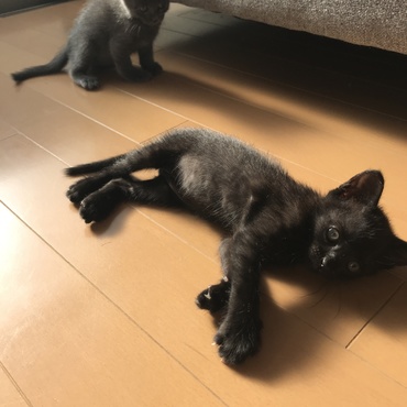 眠いはちと遊びたいなな。