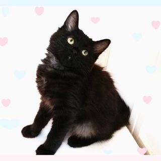 しっぽ長っ！長毛フワフお転婆ガールのくまちゃん