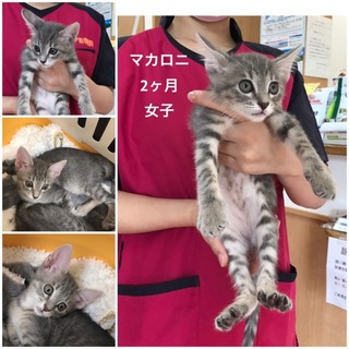 緊急里親募集中！！