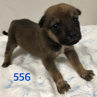 緊急！！残り4匹です！小さい子犬ちゃん