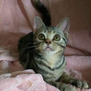 アメショーの女の子