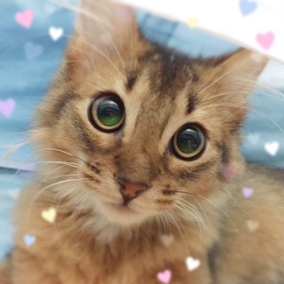 純血種ソマリ♪令（れい）くん