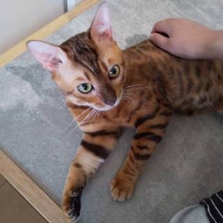 美しいヒョウのようなベンガル男子