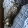 ネコアヤコ