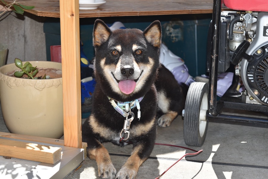 イケメン黒柴11歳りゅう」大阪府 - 犬の里親募集(278977