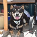 イケメン黒柴11歳りゅうくん小さめ