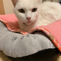 りんご