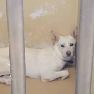 《ここからだして》ビビりのビビ