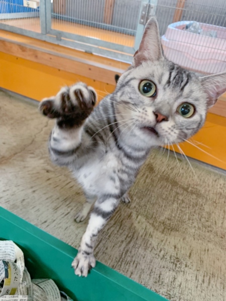 アメショーのキョンくん 佐賀県 猫の里親募集 27 ペットのおうち 月間利用者150万人