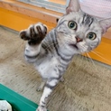 アメショーのキョンくん