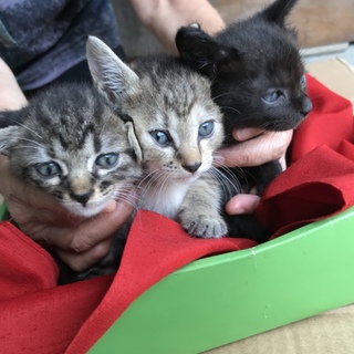 可愛いい子猫3匹、家族になって下さい！