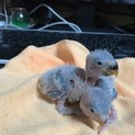 コザクラインコ雛です。